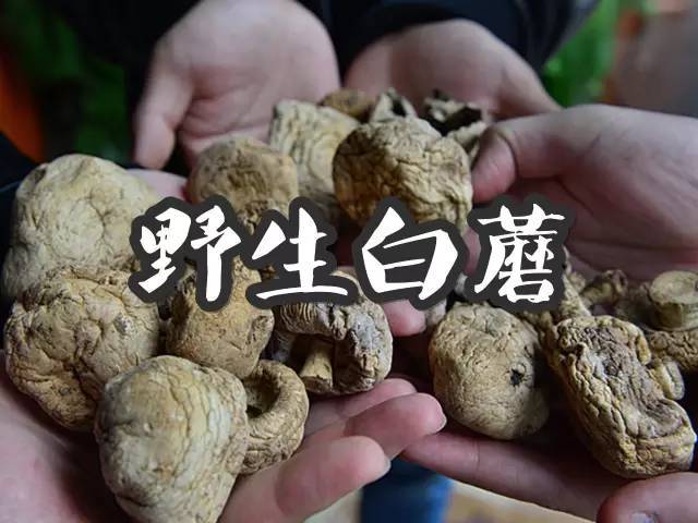 深藏在大草原的国礼这里的每一只牛竟然都有自己的“牛生”传记！？(图15)